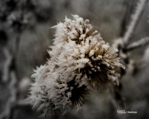 iced_flower 3:4