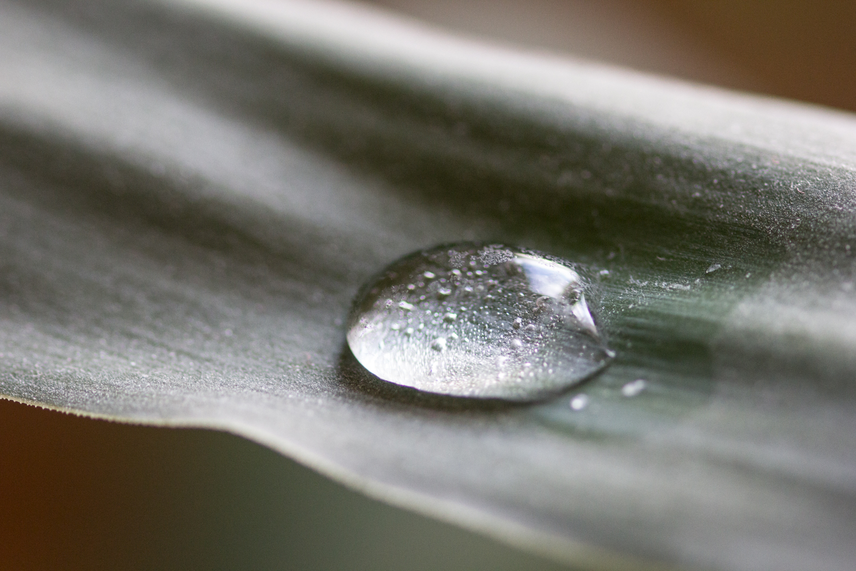 Makro lense meets guitars, orchids, glasses and water…